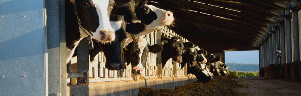 Cows in agricultural building